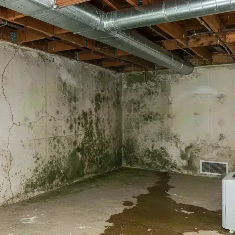 Professional Mold Removal in Hoopeston, IL